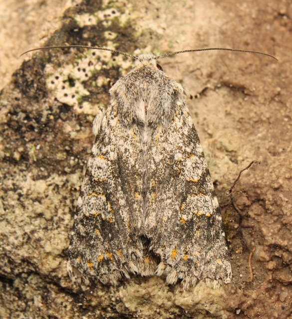 Polymixis xanthomista gyurovicslaszloi - Gyurovics László tarkabaglya