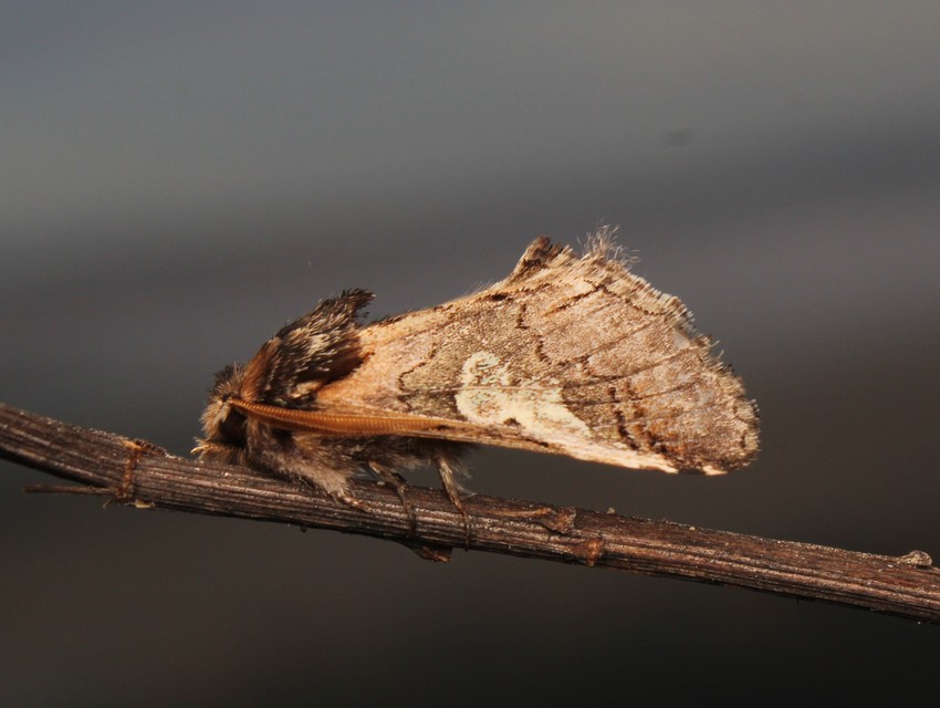 Diloba caeruleocephala - őszi kékesbagoly