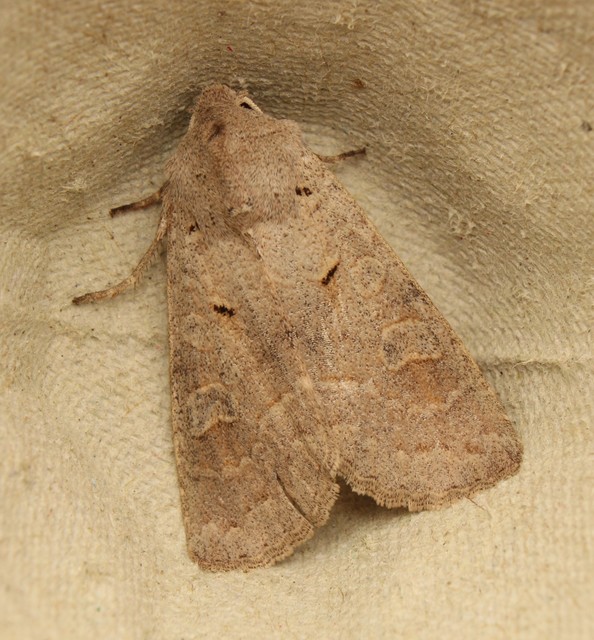 Ammoconia caecimacula - szürke őszibagoly