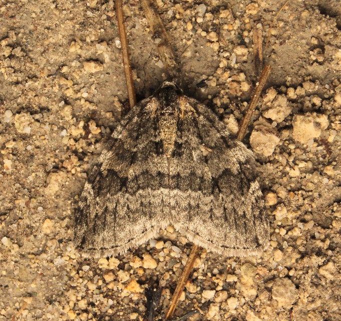 Epirrita christyi/dilutata