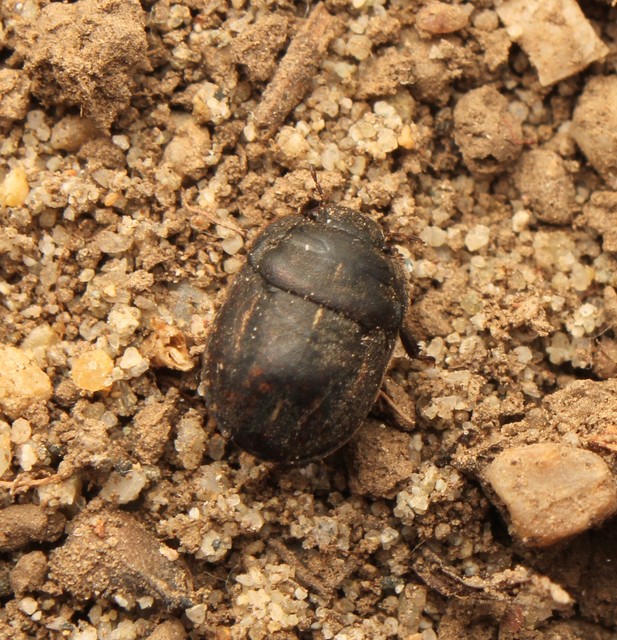 Odontoscelis Odontoscelis