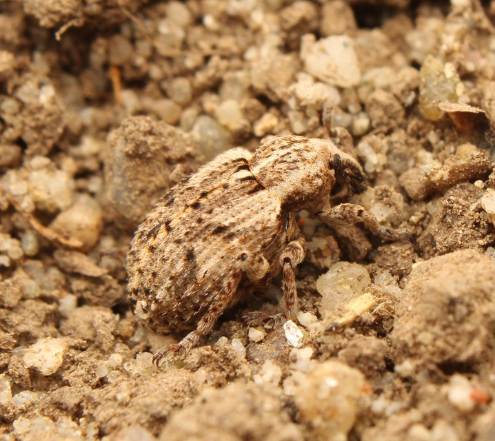 Brachypera dauci - gólyaorr-gubósormányos
