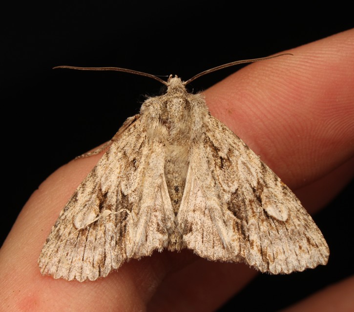 Meganephria bimaculosa - kétfoltos szilbagoly