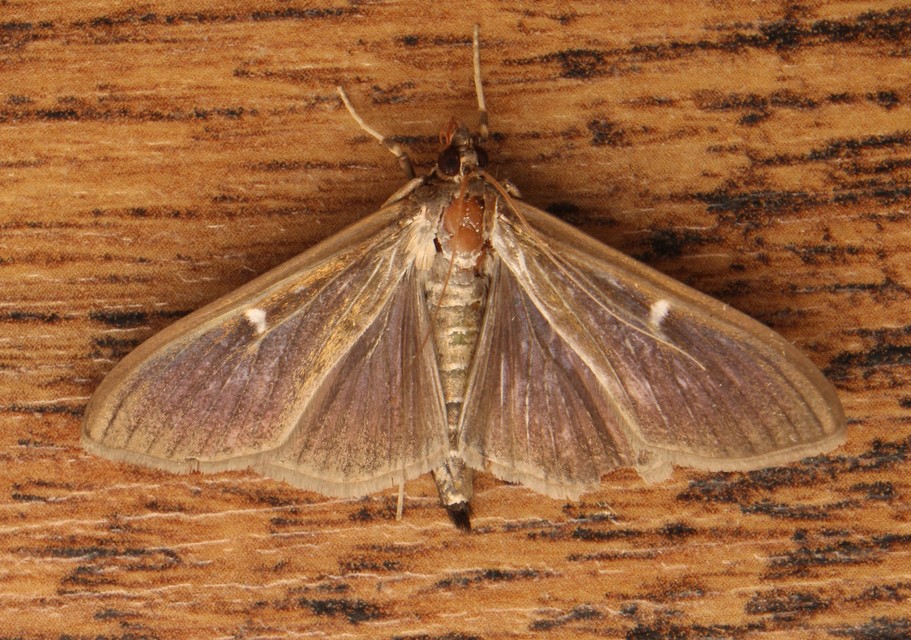 Cydalima perspectalis - puszpáng-tűzmoly
