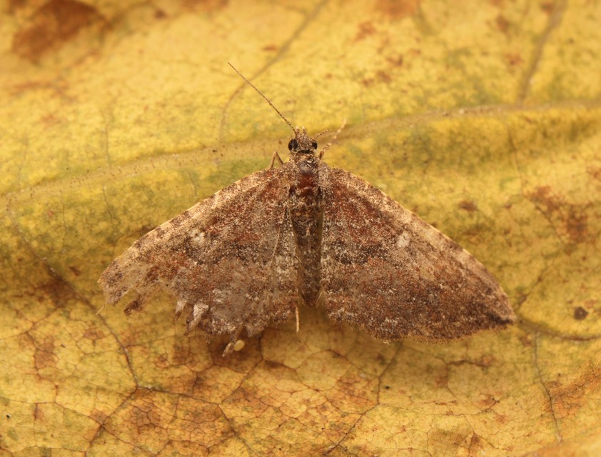 Orthonama obstipata - vándoraraszoló
