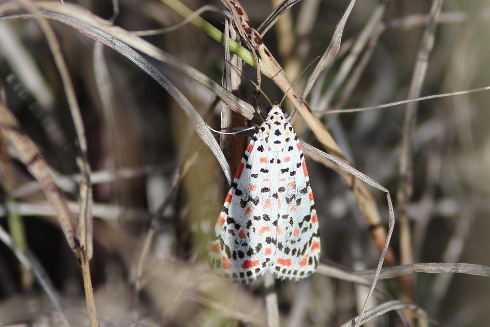 Utetheisa pulchella - vérpettyes medvelepke