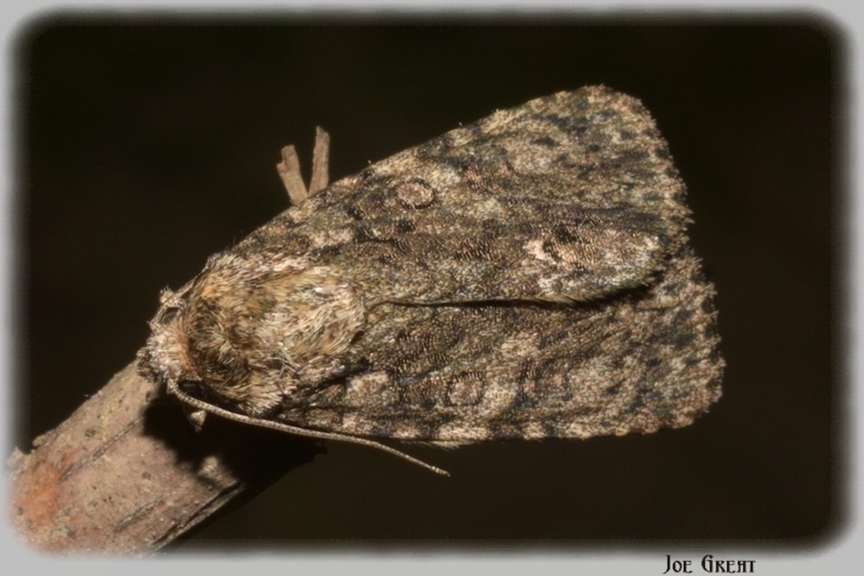 Acronicta rumicis - sóska-szigonyosbagoly