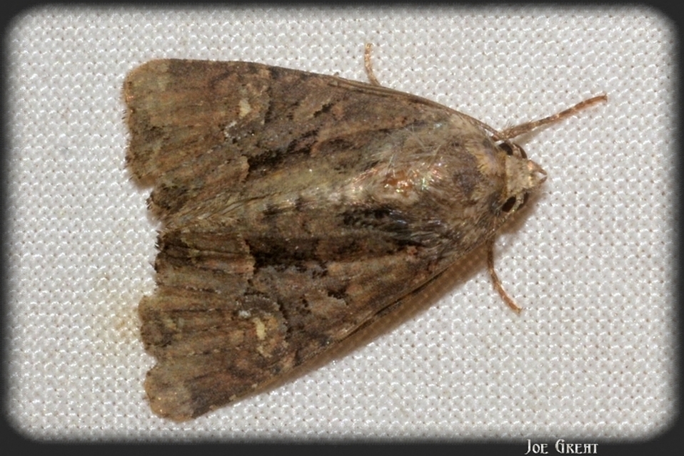 Mesapamea secalella/secalis
