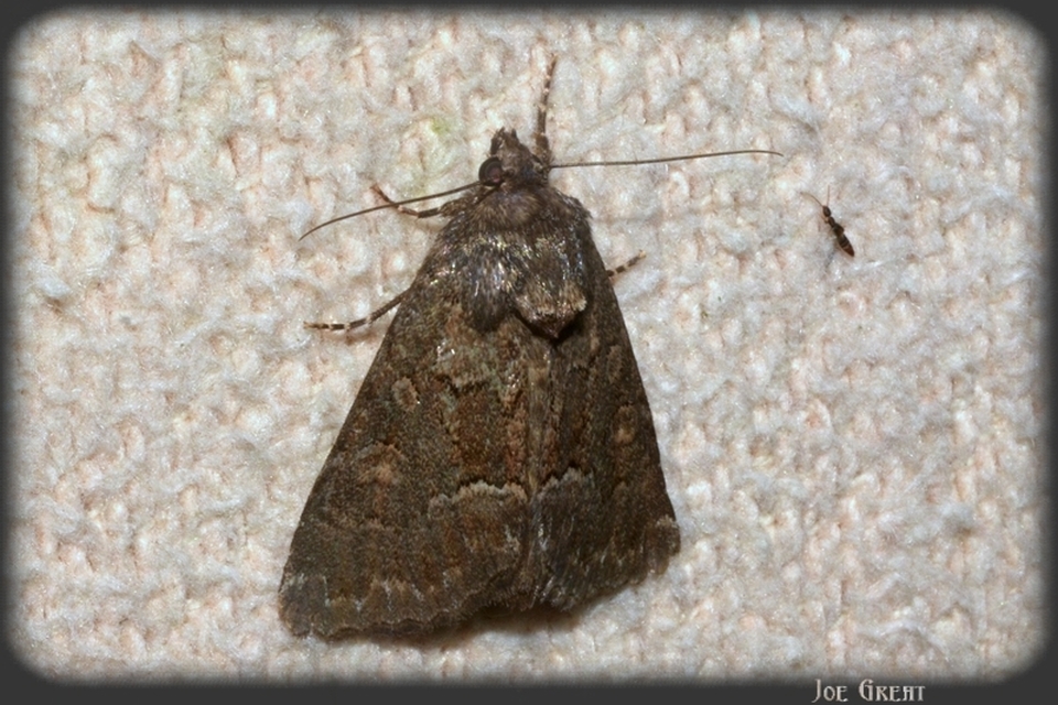Thalpophila matura - fakó erdeibagoly