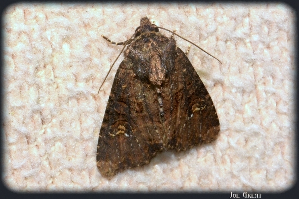 Mesapamea secalella/secalis
