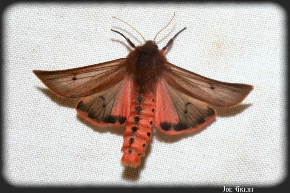 Phragmatobia fuliginosa - füstös medvelepke