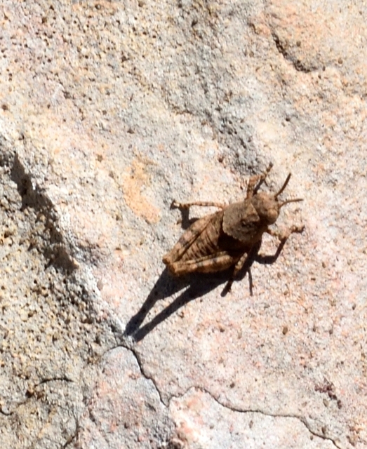 Pamphagidae