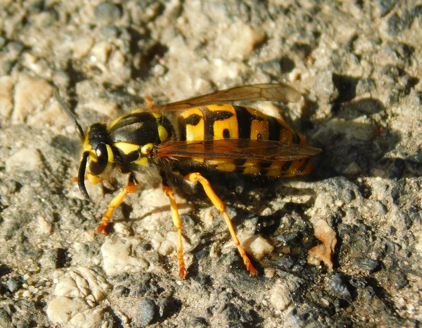 Vespula