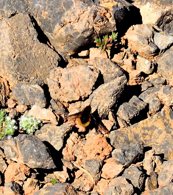 Bombyliidae - pöszörlégyfélék