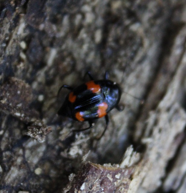 Scaphidium quadrimaculatum - négyfoltos sajkabogár