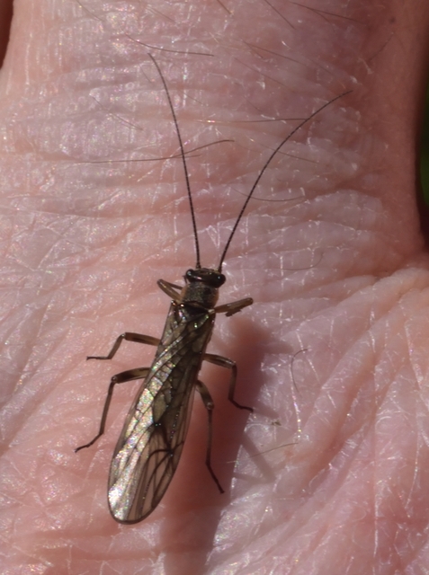 Plecoptera - Álkérészek