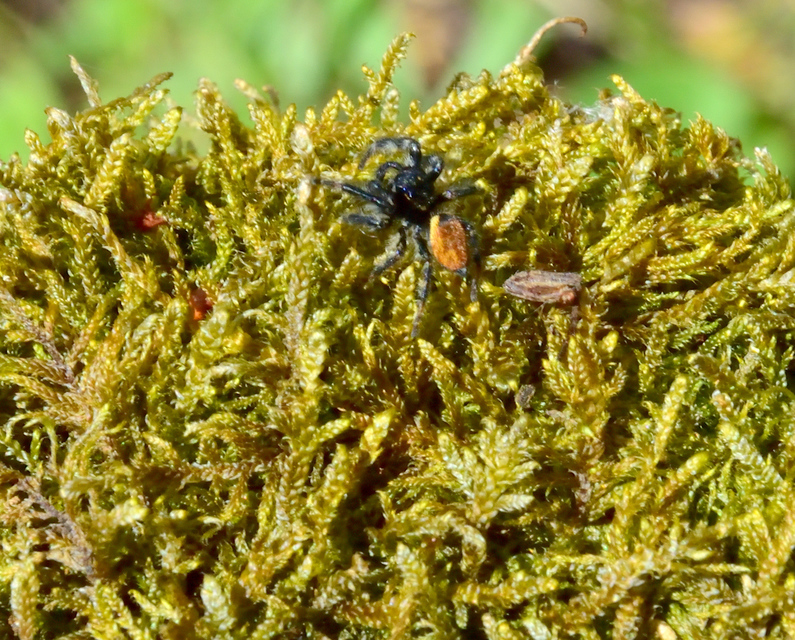 Carrhotus xanthogramma - rozsdás ugrópók