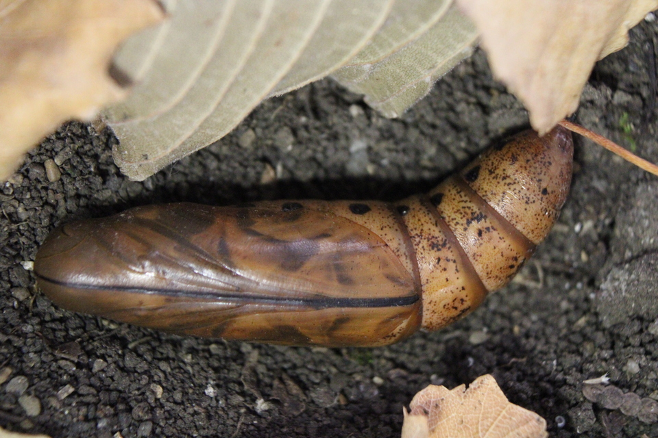 Daphnis nerii - oleanderszender
