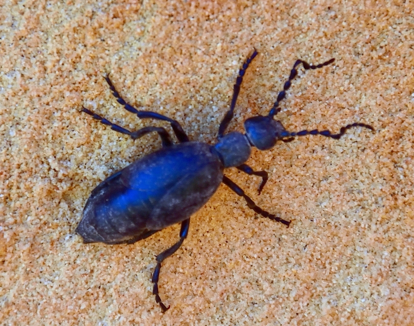 Meloe violaceus - kék nünüke