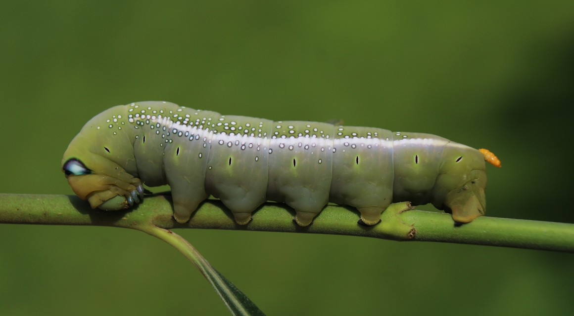 Daphnis nerii - oleanderszender