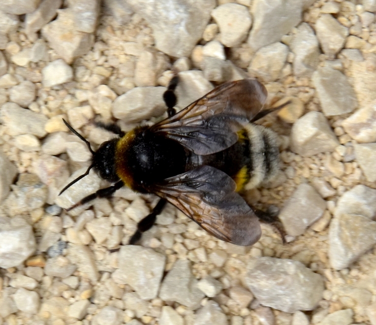 Bombus vestalis