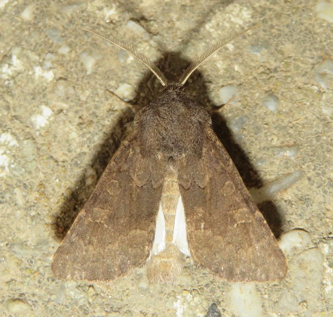 Aporophyla lutulenta - sziki őszibagoly
