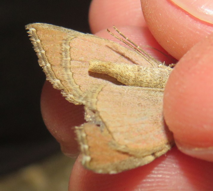Aplocera plagiata - szürke csíkosaraszoló