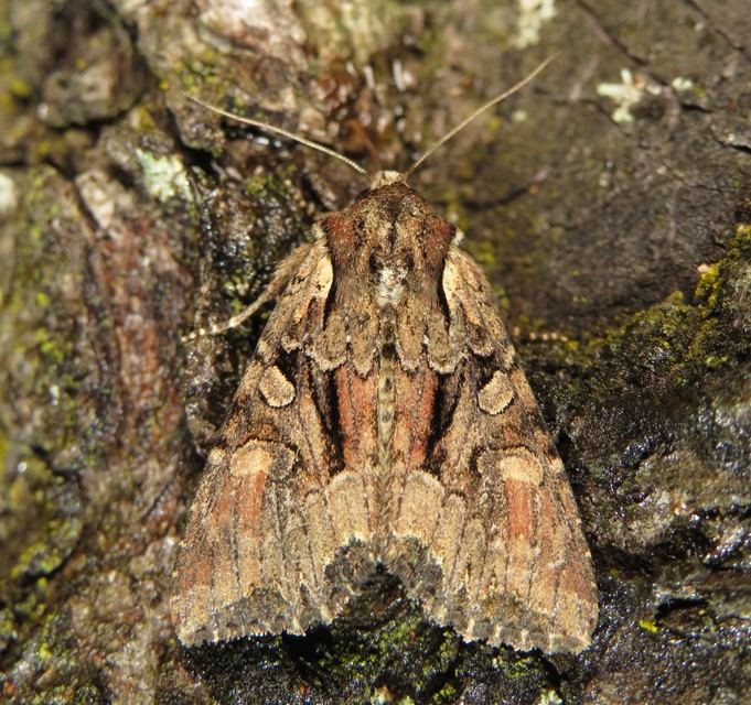 Lacanobia thalassina - borbolya-kertibagoly