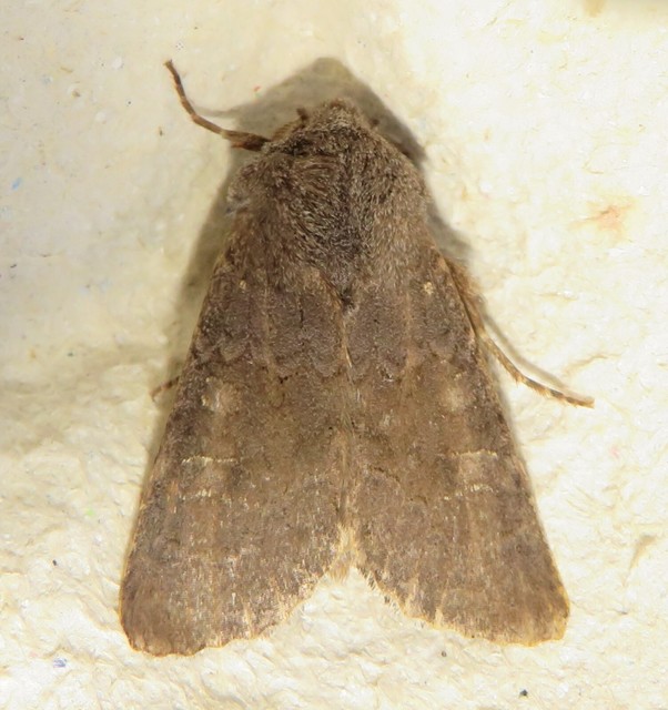 Aporophyla lutulenta - sziki őszibagoly