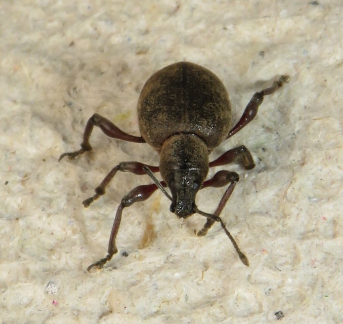 Dodecastichus mastix - lécesorrú gyalogormányos