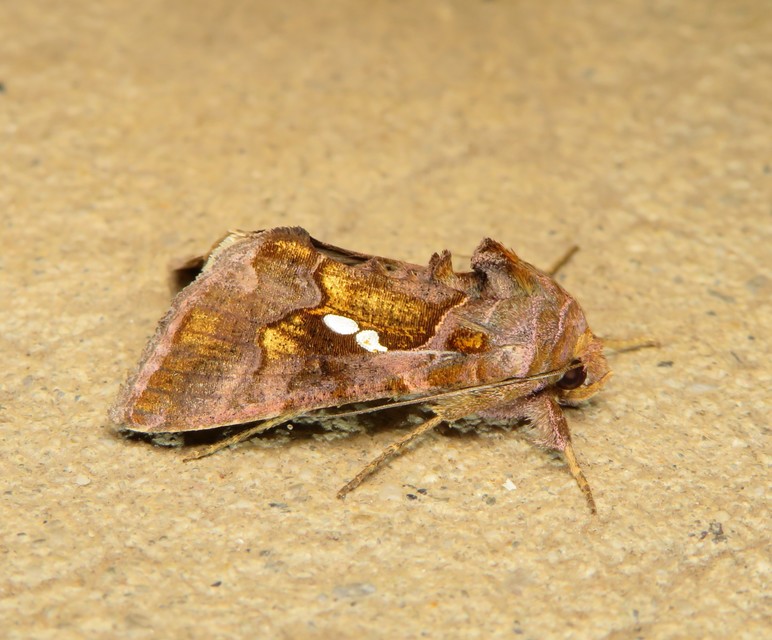 Chrysodeixis chalcites - déli aranybagoly