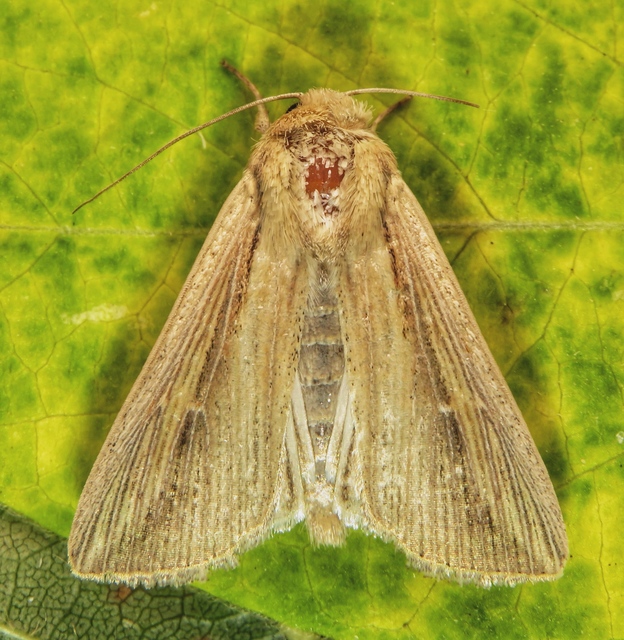 Leucania loreyi - déli rétibagoly