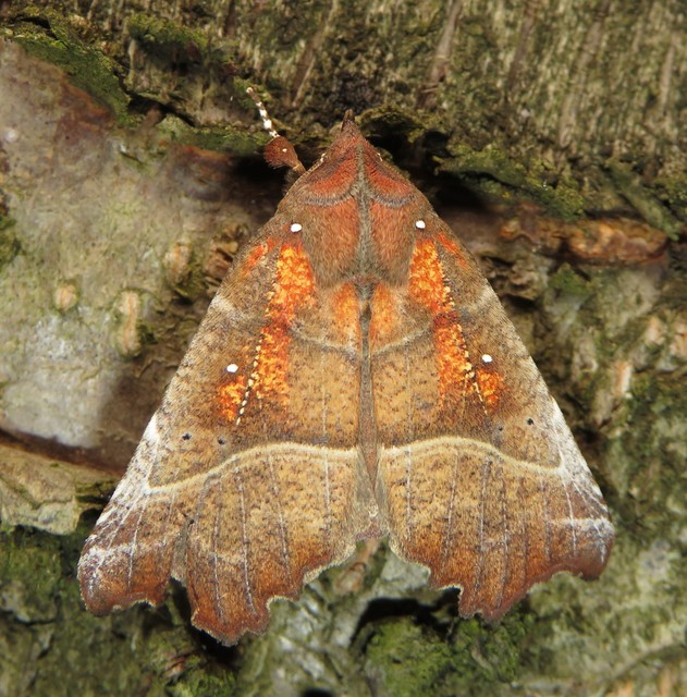 Scoliopteryx libatrix - vörös csipkésbagoly
