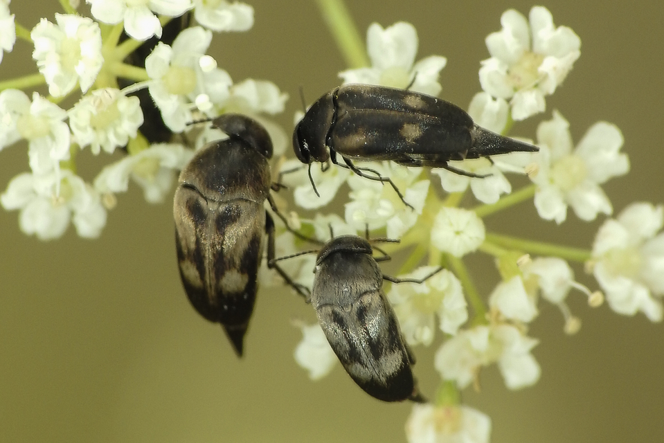 Variimorda villosa - szalagos maróka