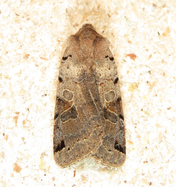 Anchoscelis litura - tarka őszibagoly