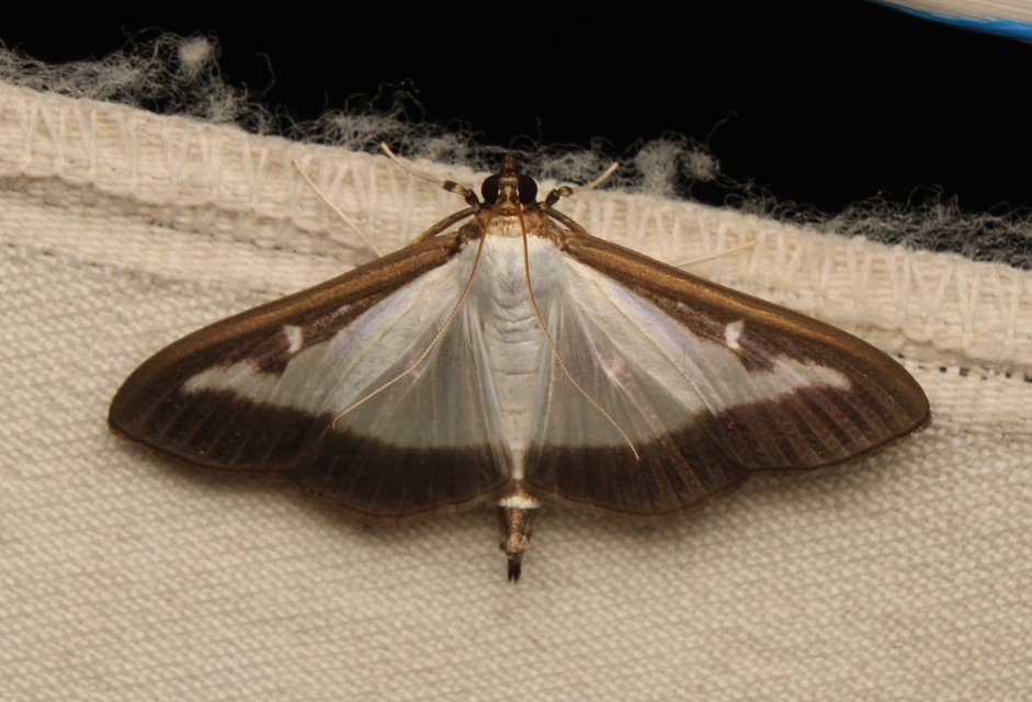 Cydalima perspectalis - puszpáng-tűzmoly