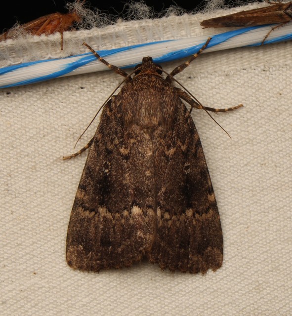 Amphipyra berbera/pyramidea