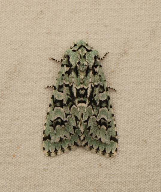 Griposia aprilina - őszi zöldbagoly