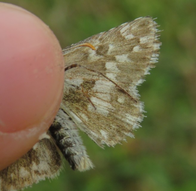 Pyrgus armoricanus - feles busalepke