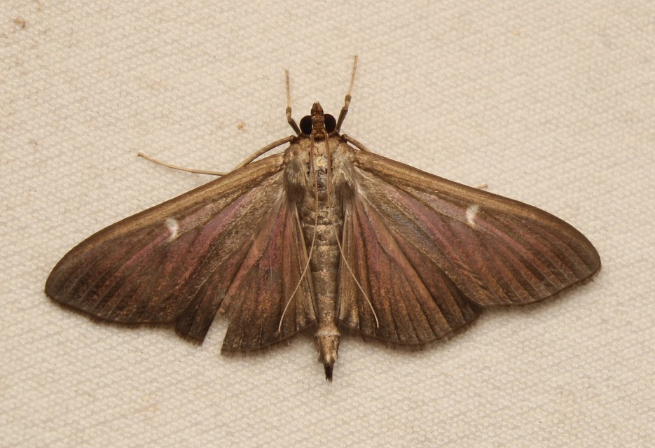 Cydalima perspectalis - puszpáng-tűzmoly