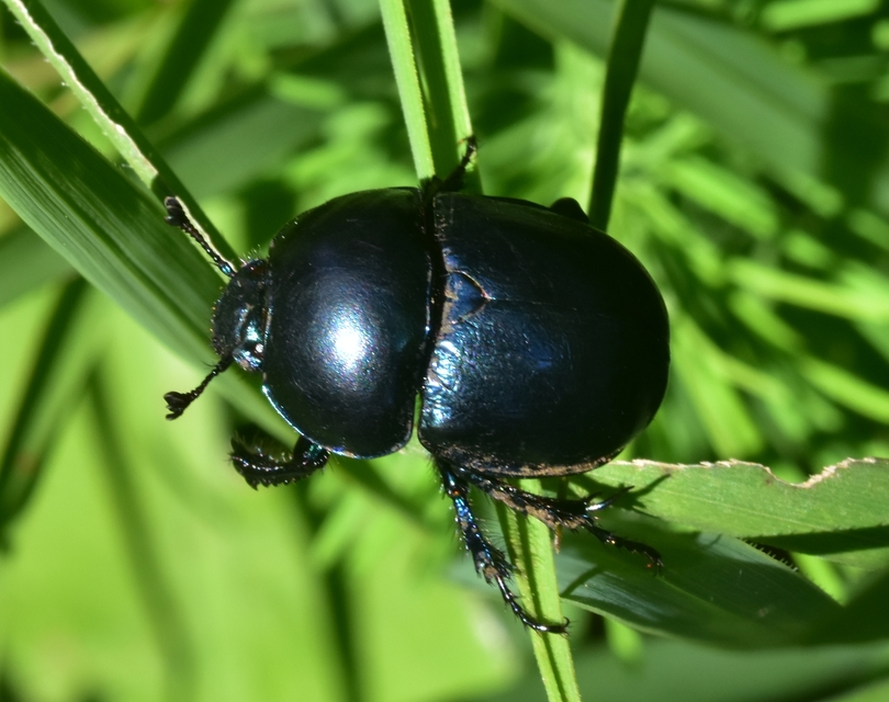 Trypocopris vernalis - tavaszi álganéjtúró