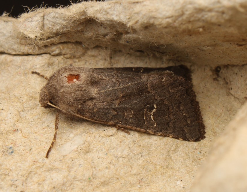 Aporophyla lutulenta - sziki őszibagoly
