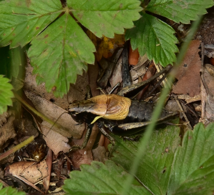 Pholidoptera aptera - nagy avarszöcske