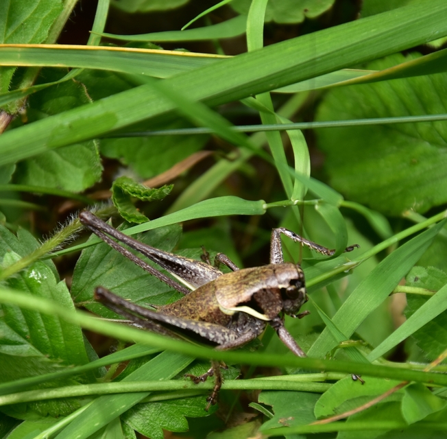 Pholidoptera aptera - nagy avarszöcske