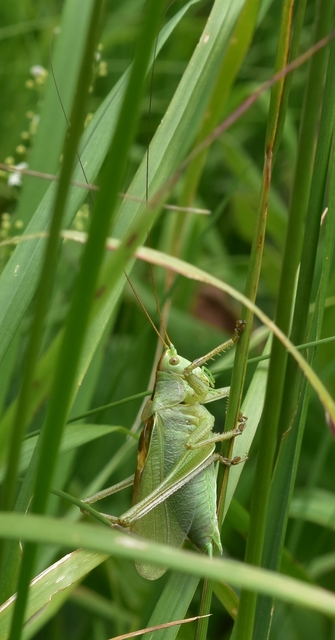 Tettigonia cantans - éneklő lombszöcske