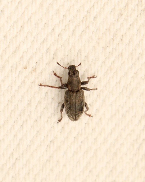 Sitona obsoletus - sárga csipkézőbogár