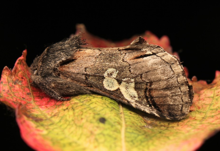 Diloba caeruleocephala - őszi kékesbagoly