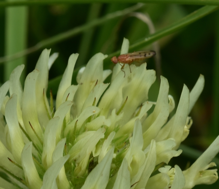 Opomyzidae - földilégyfélék