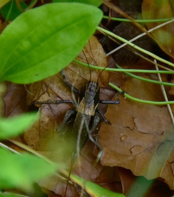Pholidoptera aptera - nagy avarszöcske
