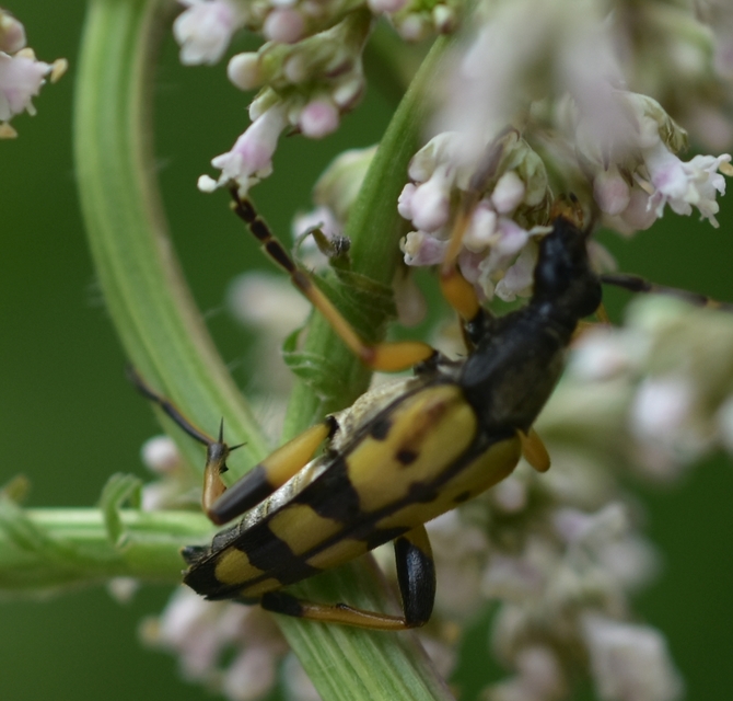 Rutpela maculata - tarkacsápú karcsúcincér